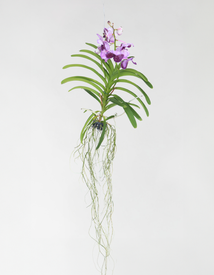 Vanda Orchidée – Lila – L