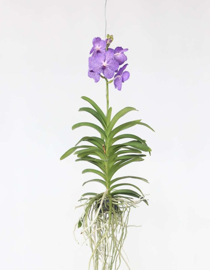 Vanda Orchidée – Bleu – L