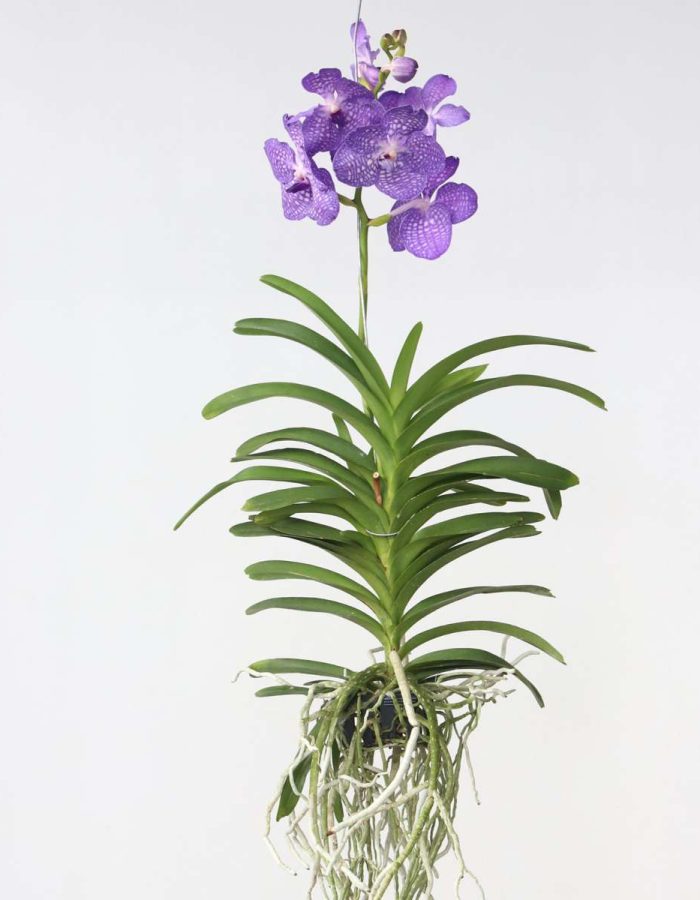 Vanda Magic Xxl – Bleu roi
