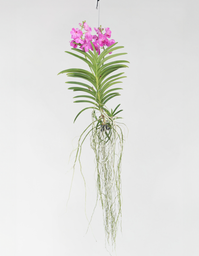 Vanda Magic Xxl – Rose