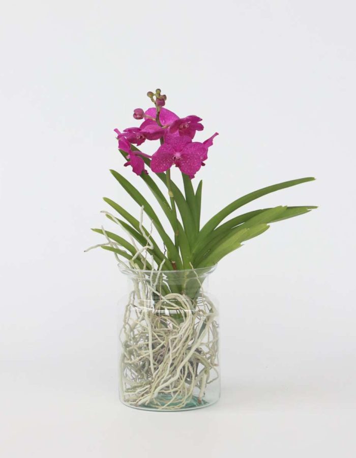 Vanda ‘Bose’ en vase – Orchidée – Cerise