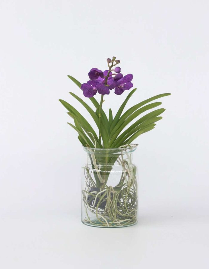 Vanda ‘Bose’ en vase – Orchidée – Bleu