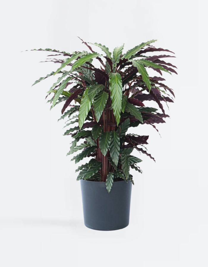 Calathea ‘Wavestar’ Xl – 85 à 95cm coup de coeur