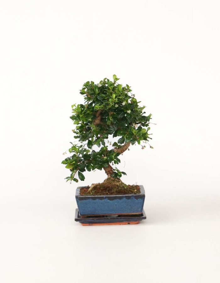Bonsai ‘Carmona’ – S-Vormig – M