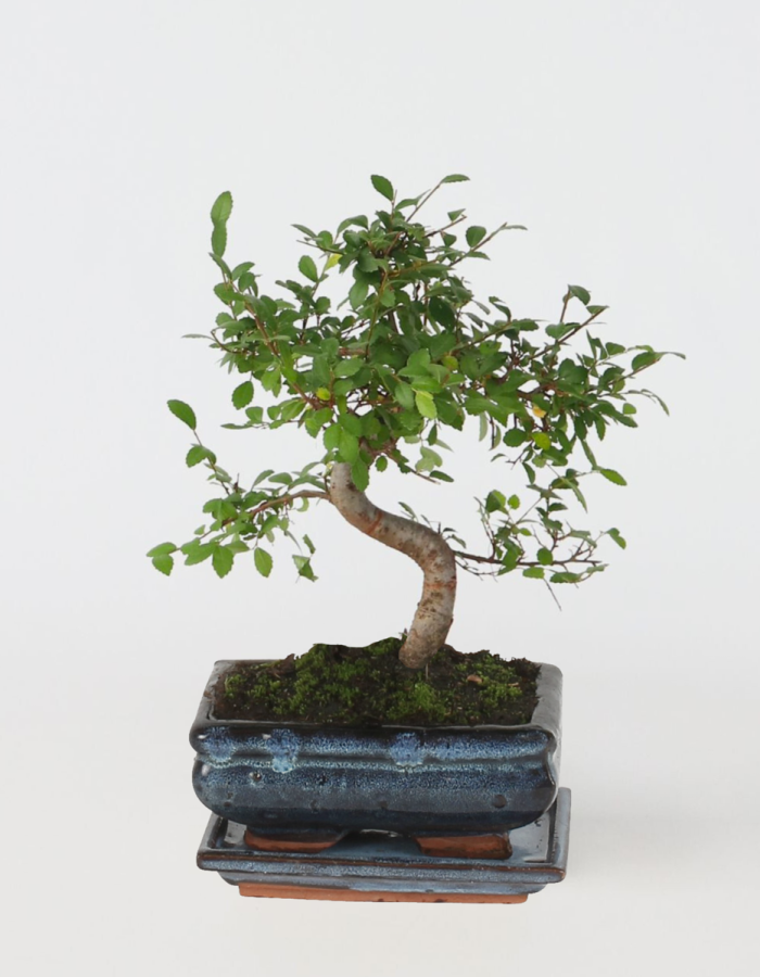 Bonsai taille M