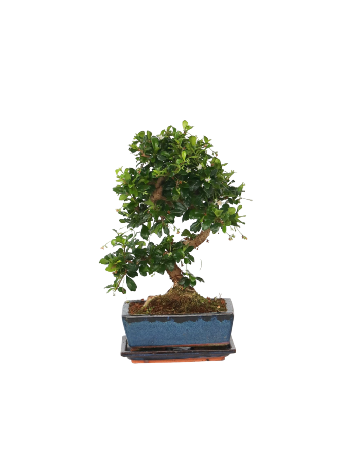 Bonsai ‘Carmona’ idée de cadeau