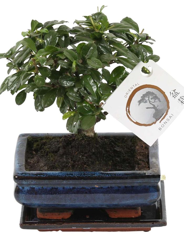 Bonsai ‘Carmona Ball’ – S