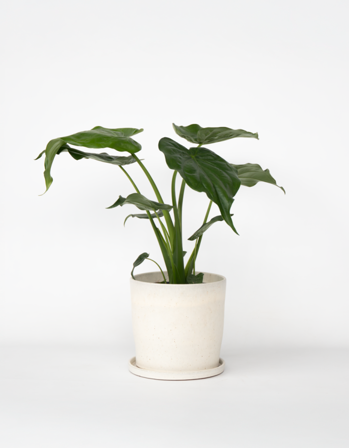Alocasia ‘Cucullata’ – Oreilles d’éléphants