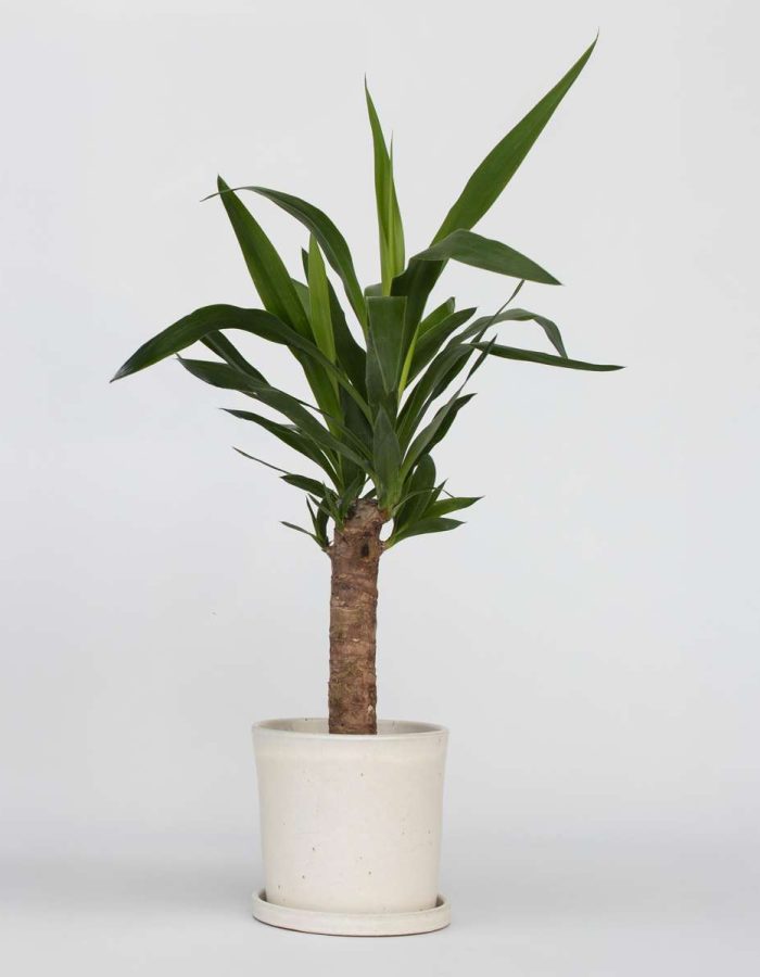 Yucca Elephantipes – Palmier d’intérieur
