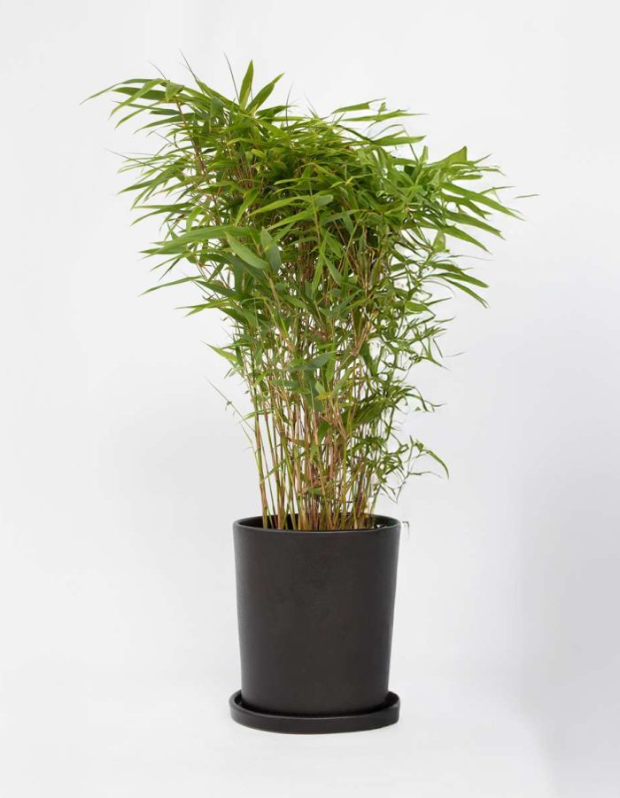 Fargesia Gansu – Bambou