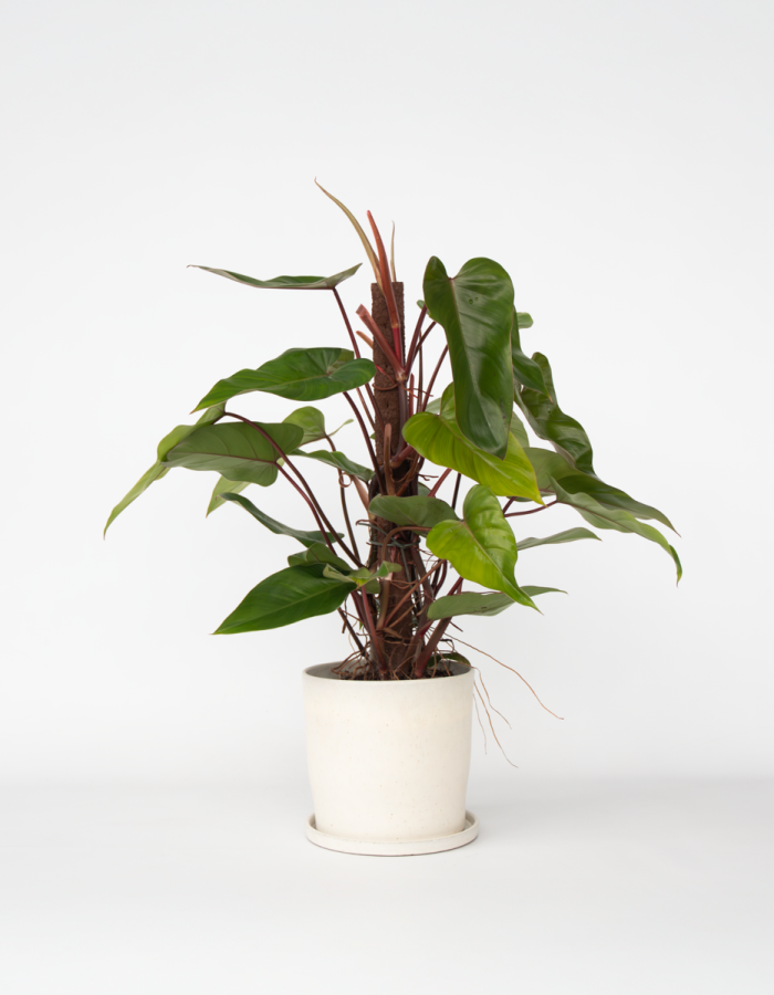 Philodendron ‘Rouge émeraude’