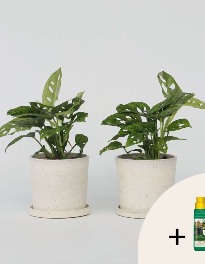 2 Monstera – engrais GRATUIT