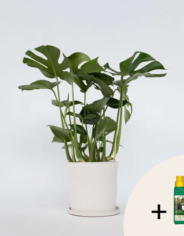 Monstera Deliciosa – Nutriments pour plantes inclus