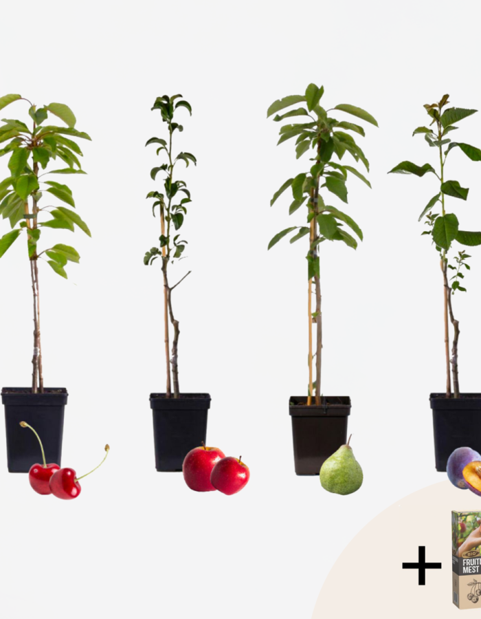 4 fruitiers – engrais GRATUIT
