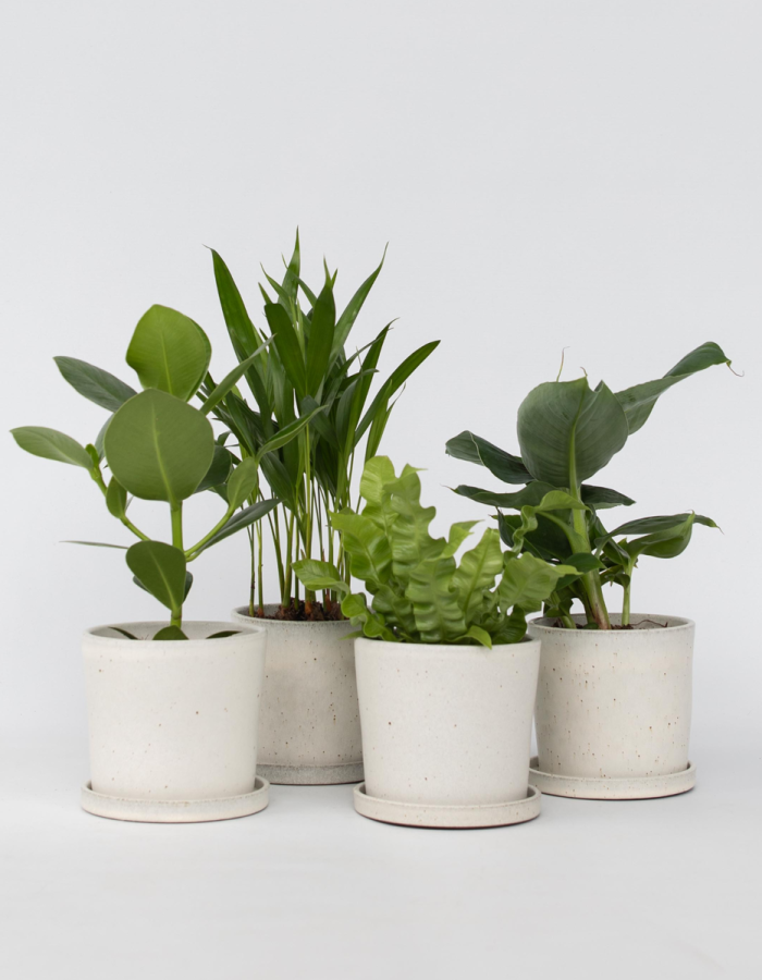 Plantes d’appartement – Mix de 4