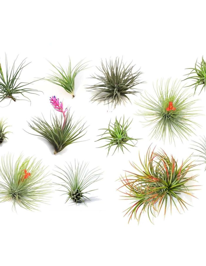 Tillandsia – 12 plantes mix