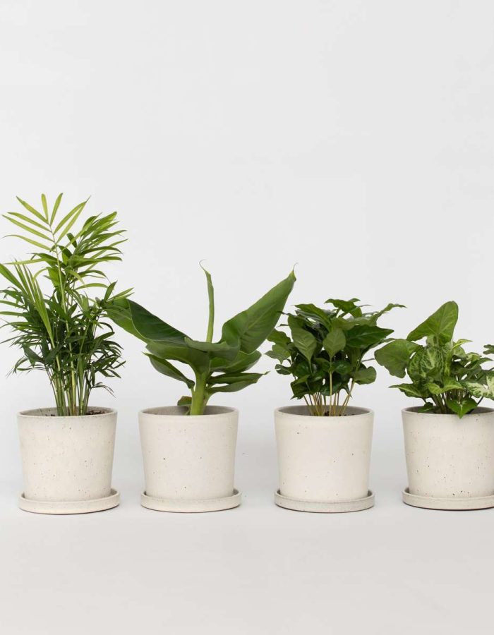 Set de 4 plantes d’intérieur
