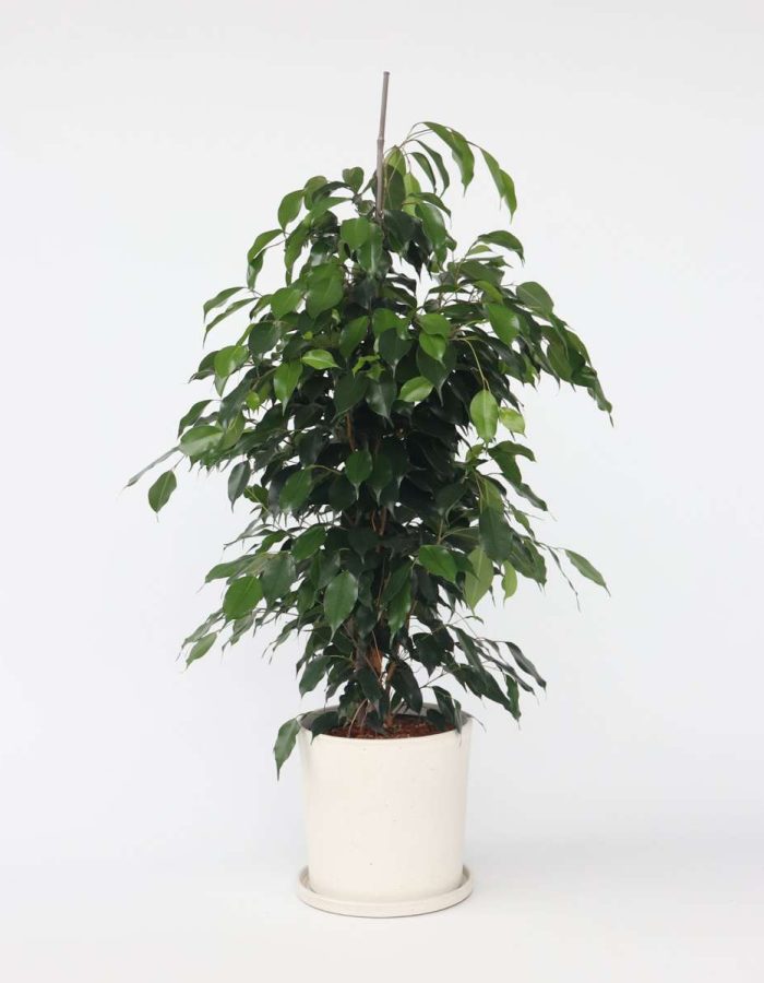 Ficus Benjamina ‘Danielle’