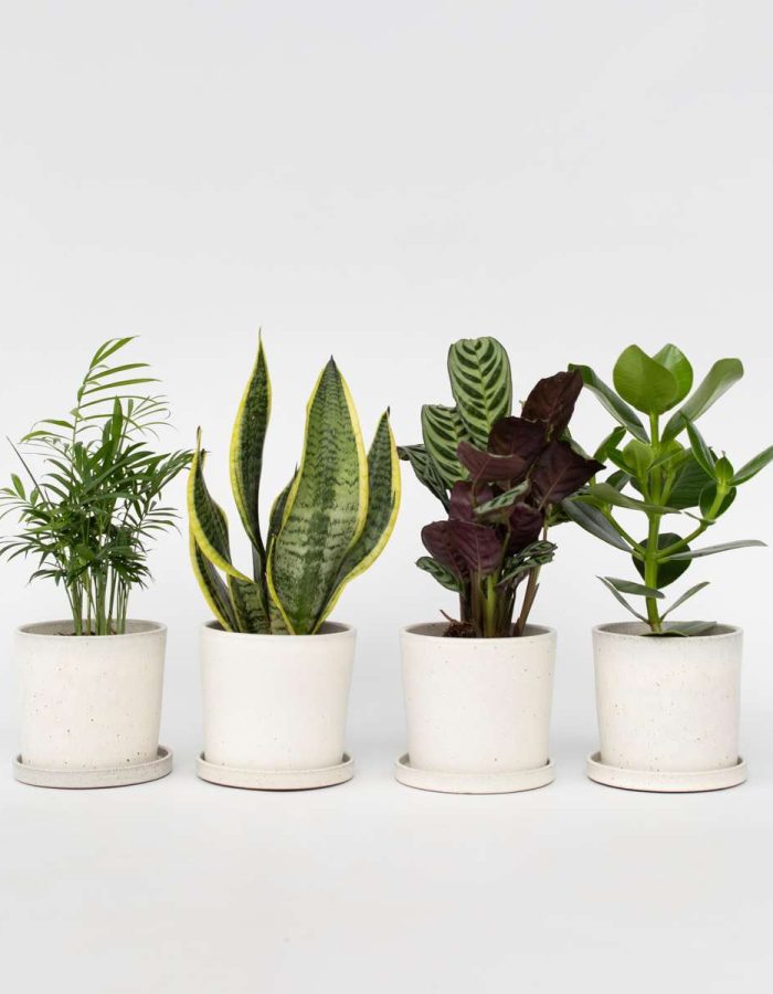 Set de 4 plantes faciles – Mix de 4 ⬆️ 30cm