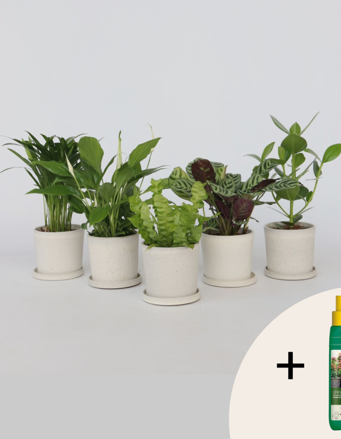 Plantes purificatrices d’air – Mix de 5  – Avec engrais gratuit