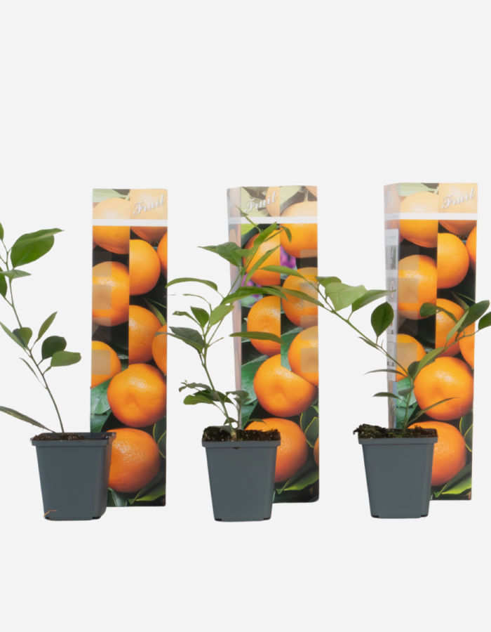Citrus Mitis – 3 Pièces – Oranger avec engrais
