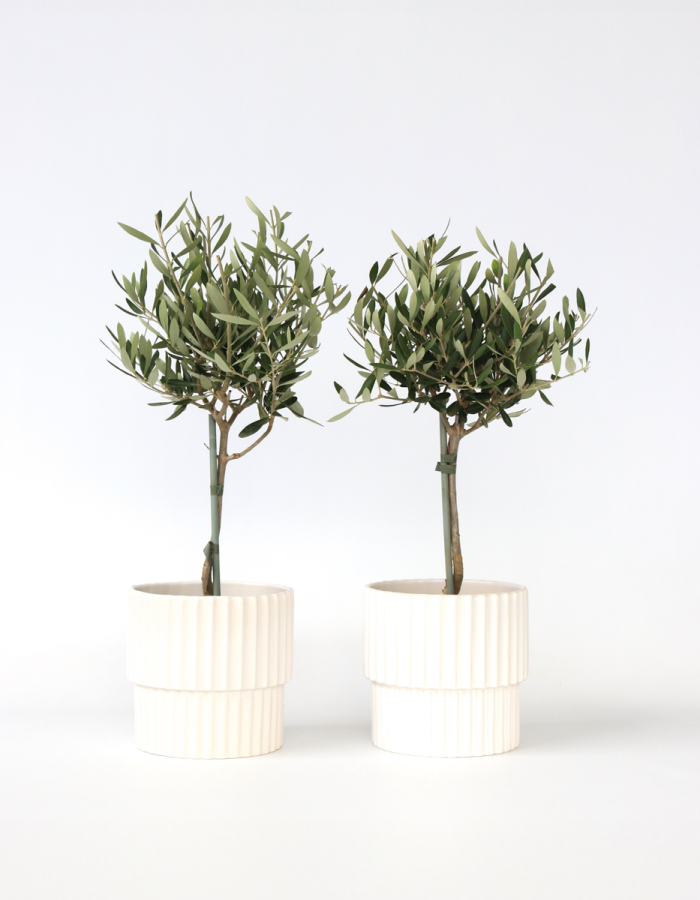 Oliviers – Set de 2 – 50cm