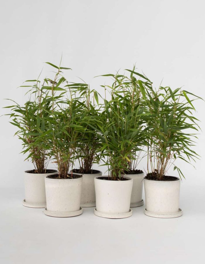 Fargesia Rufa – Set de 6 – Bambou