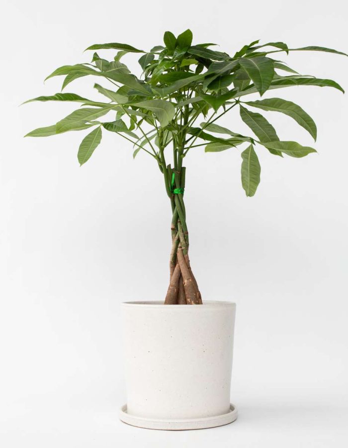 Pachira Aquatica ‘Geldboom’