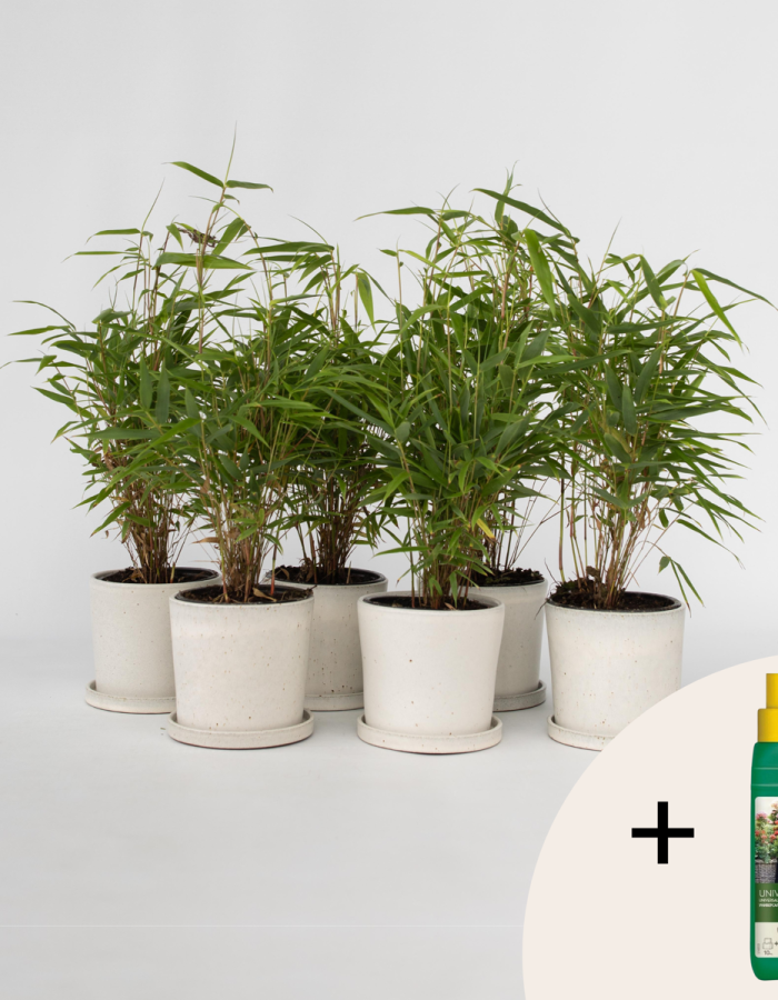 Fargesia Rufa – Set de 6 – Bambou – Avec nutriments pour plantes