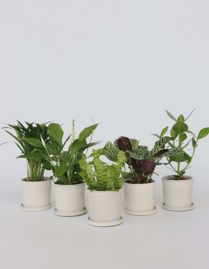 Set de 5 plantes d’intérieur facile