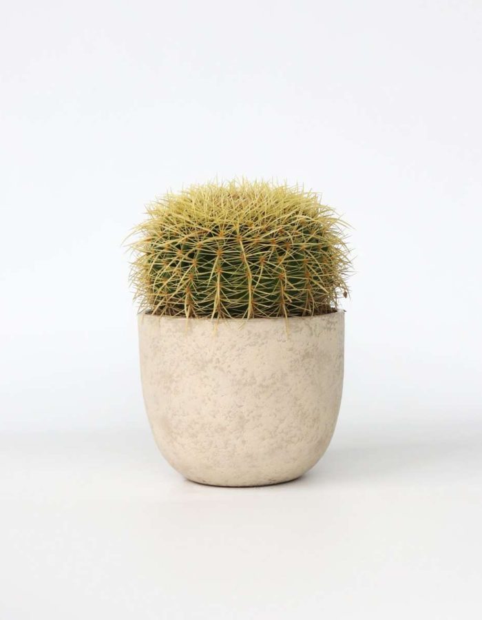 Echinocactus Grusonii – Cactus