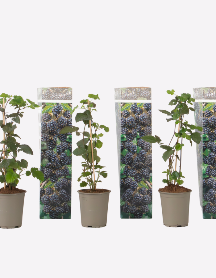Rubus Thornless – 3 pièces – Plant de mûres