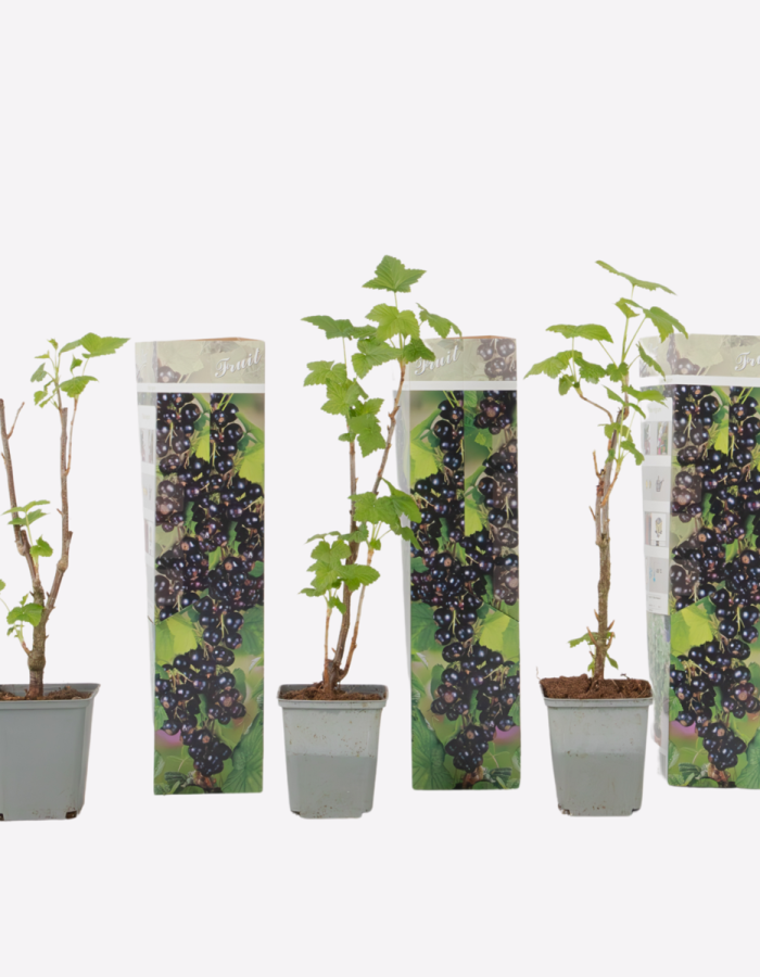 Ribes Nigrum – Set de 3 – Baies noires