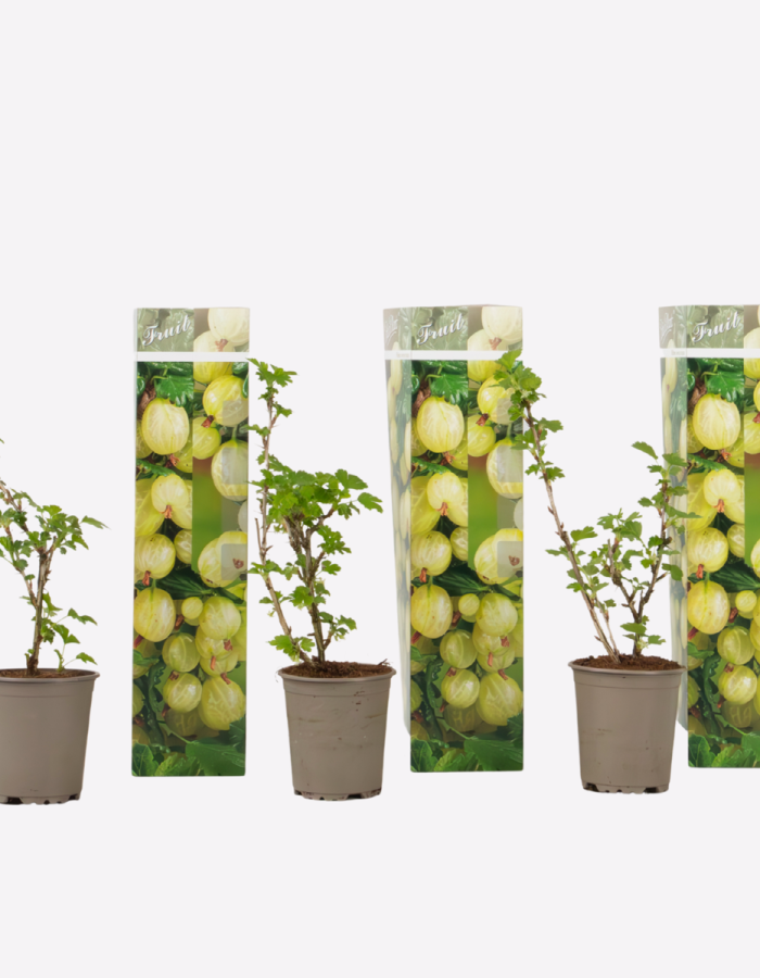 Ribes Uva – Crispa – Set de 3 – Groseille à maquereau