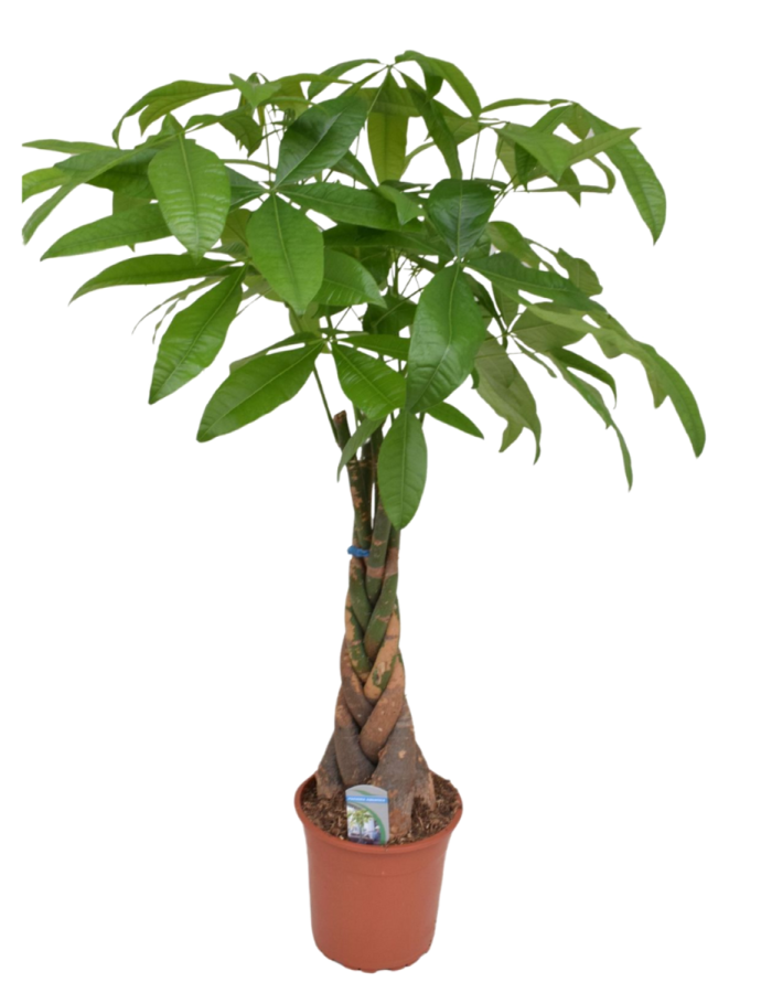 Pachira Aquatica ‘Arbre d’argent’