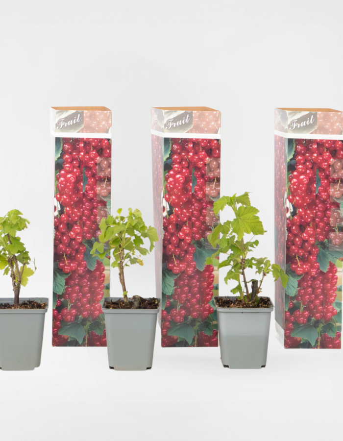 Ribes Rubrum – 3 Pièces – Baies rouges