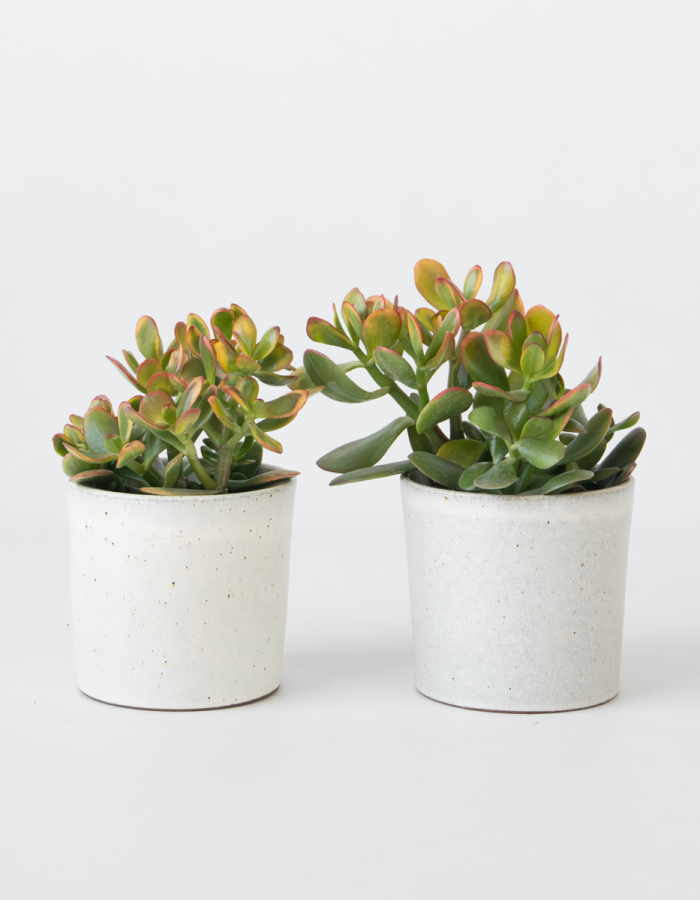 Crassula Ovata ‘Sunset’ – Set de 2 plantes