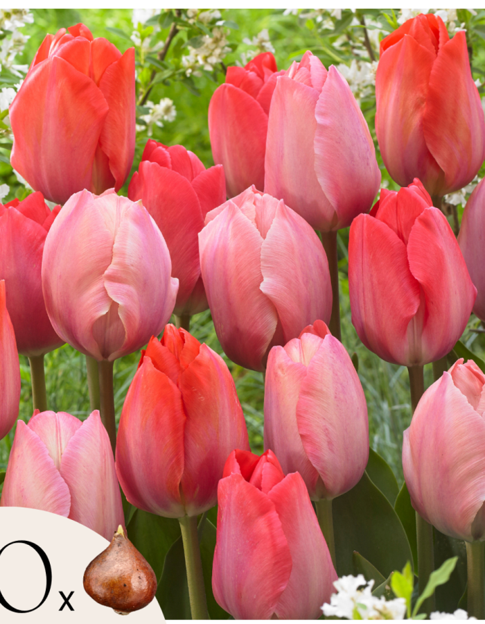 Tulipa ‘Pink & Red Mix’ – Set Van 40 – Tulpenbollen