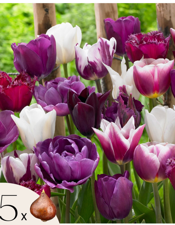 Tulipa ‘Blueberry Mix’ – Set Van 35 – Tulpenbollen