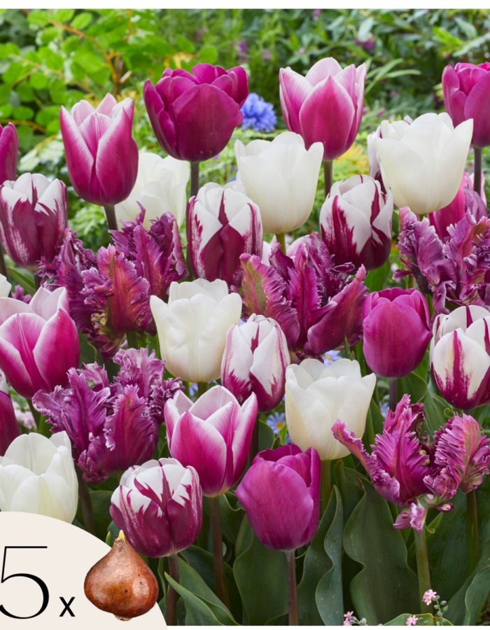 Tulipa ‘Pastel Mix’ – Set Van 35 – Tulpenbollen