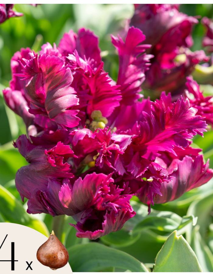 Tulipa ‘Parrot Negrita’ – Tulpen – Set Van 14 – Donkerpaars