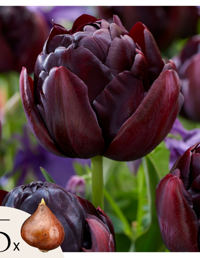 Tulipe ‘Black Hero’ – 15 bulbes
