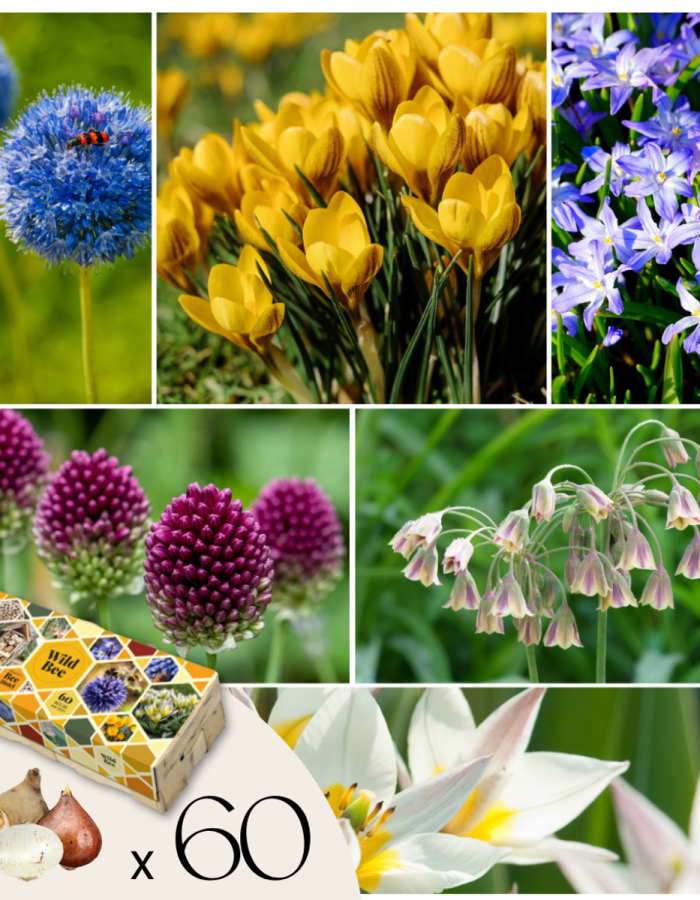 Mélange pour abeilles – 60 pièces