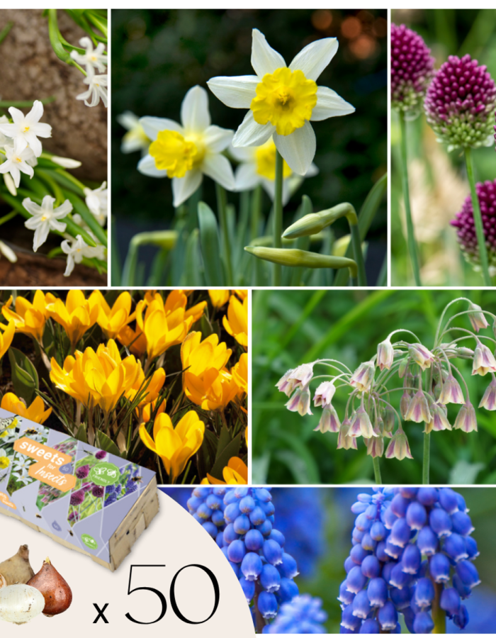 Mélange de bulbes – 50 pièces