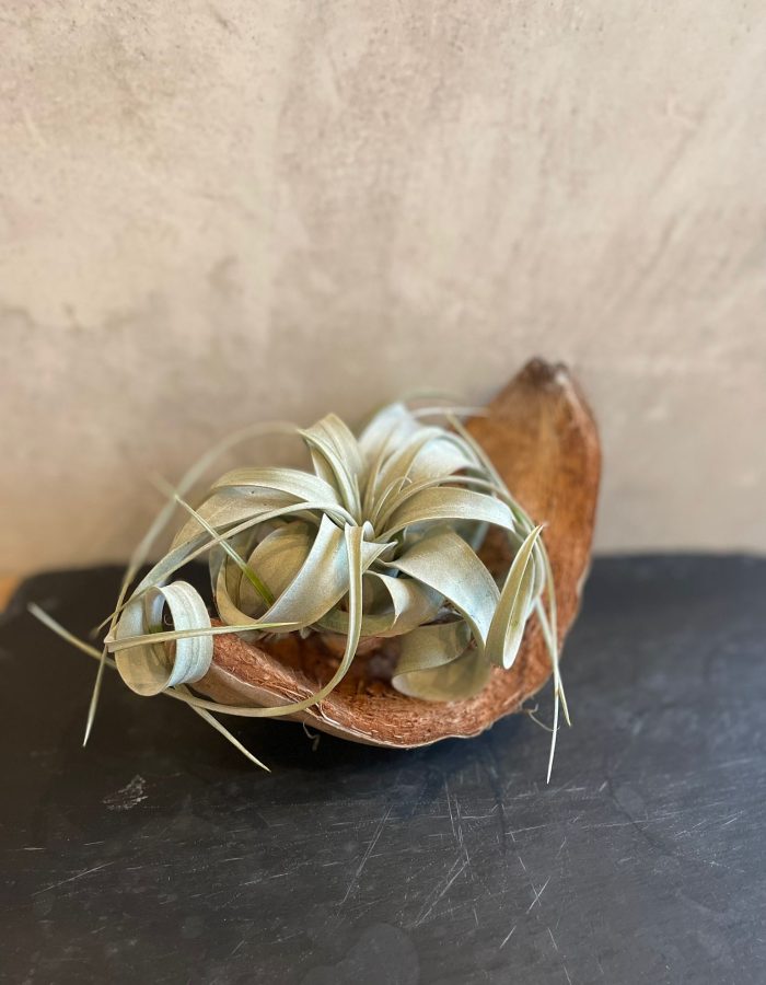 Tillandsia Eric Knobloch Blanc 15cm Plante Aérienne