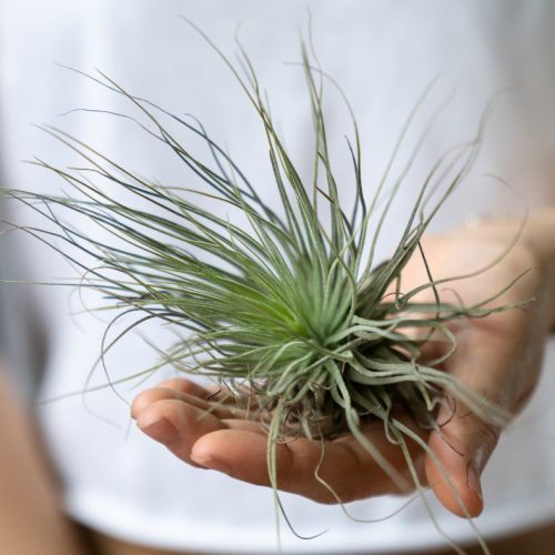 Guide Complet : Comment Entretenir vos Tillandsias (Plantes Aériennes)