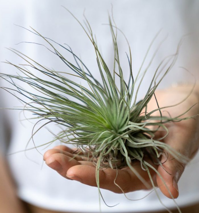 Guide Complet : Comment Entretenir vos Tillandsias (Plantes Aériennes)