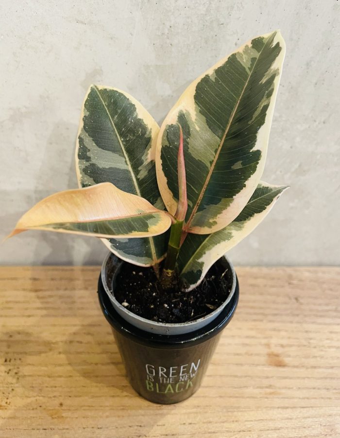 Ficus Elastica Tineke Panaché Crème Rose Vert