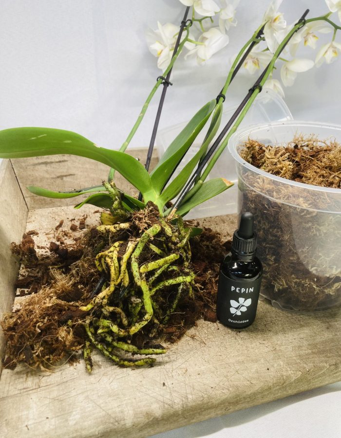 Kit rempotage orchidée