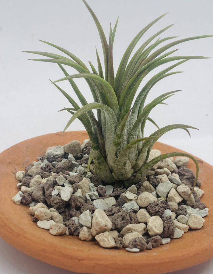 Tillandsia Ionantha